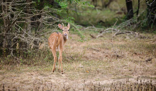 若いセイロンは鹿が止まるのを発見し 振り返った 若いオスの鹿には小さな角がかかっています ヤラ国立公園の自然生息地で撮影された写真 — ストック写真