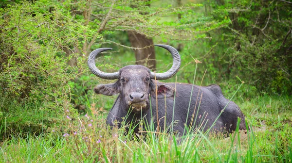 Büyük Boynuzlu Vahşi Bufalosu Yala Ulusal Parkında Küçük Bir Çamur — Stok fotoğraf