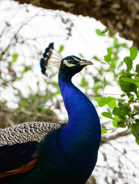 Majestatyczny Mężczyzna Niebieski Paw Ptak Zbliżenie Strzał — Zdjęcie stockowe