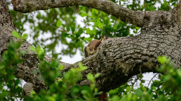 在亚拉国家公园的树干后面发现了一只灰蒙蒙的大松鼠 — 图库照片