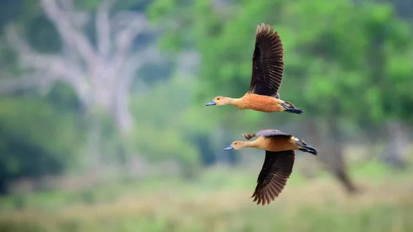 Paire Petits Canards Siffleurs Vol Ensemble — Photo