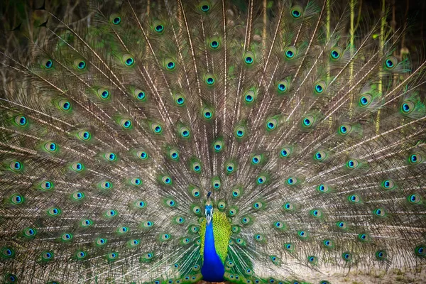 Fantastisk Blå Påfågel Dansvisning Yala Nationalpark Närbild Skönhet Naturen — Stockfoto