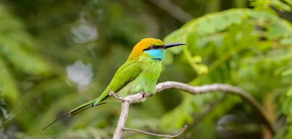 色彩斑斓的食蜂鸟栖息在侧面的照片 斯里兰卡亚拉国家公园 — 图库照片