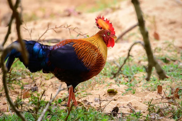 Piękne Ptaki Dżungli Sri Lanki Żerujące Lasach Parku Narodowego Yala Zdjęcie Stockowe