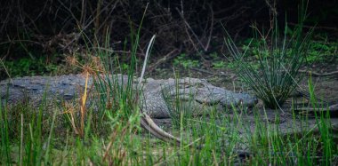 Timsah Yala Milli Parkı 'ndaki bataklıkta dinleniyor..