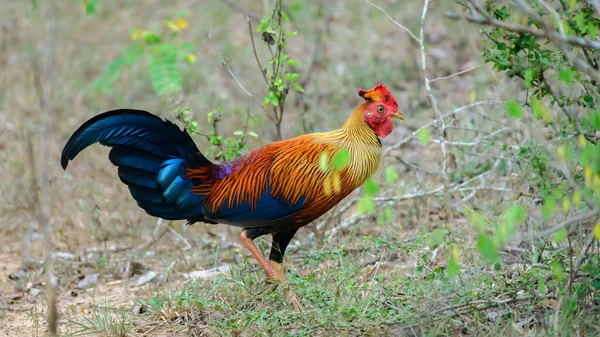 Güzel Sri Lanka orman kuşları Sri Lanka 'nın renkli ulusal kuşu Yala Ulusal Parkı' nda yiyecek arıyor..