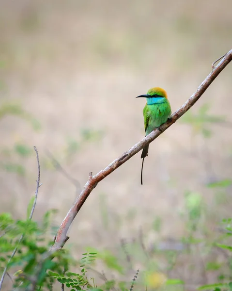Schöne Grüne Bienenfresser Vogel Barsch Nahaufnahme Yala Nationalpark — Stockfoto