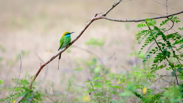 Yala Ulusal Parkı Nda Güzel Yeşil Arı Yiyen Kuş Tüneği — Stok fotoğraf