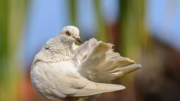 Vacker Vit Duva Preening Fjädrar Mot Naturliga Bokeh Bakgrund — Stockfoto