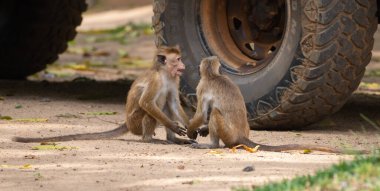 İki maymun Yala Ulusal Parkı 'nda yerde oturmuş oyun cipini izliyorlar. Şüpheli bir şeyler planlıyorlar..