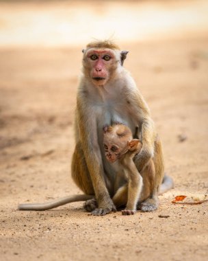 Anne ve bebek Toque macaque ailesi yakın plan portre fotoğrafında. Anne, yeni doğan bebeği vücuduna yakın tutuyor..