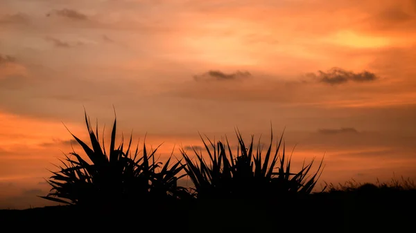 Dramatischer Himmel Bei Sonnenuntergang Dunkles Schattiges Hohes Gras Auf Dem — Stockfoto