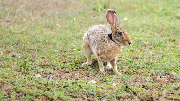 Indian Hare Close Profile Photograph Watchful Hare Grass Field Long — Stock Photo, Image