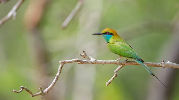 Asian Gree Bee Eater Bird Side View Close Profile Shot — Stock Photo, Image