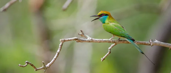 Colorful Little Green Bee Eater Bird Perch Bare Tree Branch — Stock Photo, Image