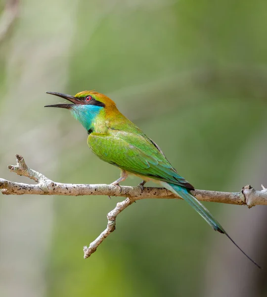 Cute Bee-eater bird perch, chirping bird close up portraiture photograph, Colorful little green bee-eater bird against a natural bokeh background.