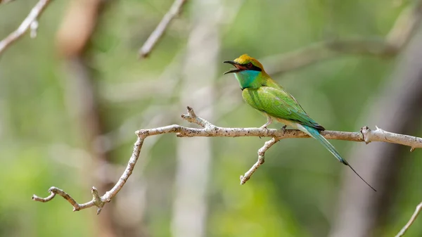 在斯里兰卡亚拉的国家公园里 一只色彩斑斓的小食蜂鸟栖息在光秃秃的树枝上 鸟儿鸣叫着 — 图库照片