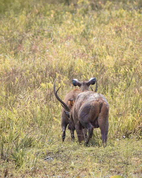 Male Sambar Deer Smell Drink Female Sambar Piss Open Grass — Stok fotoğraf