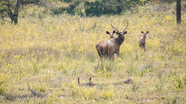 ヤラ国立公園の芝生のフィールドでサンバー鹿の家族が発見され サンバーの家族は 体を振り返ってみると 高い警戒している男性のサンバーは巨大な釣り人を得た — ストック写真