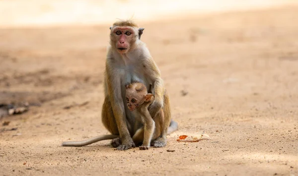 Mother and baby Toque macaque family on the ground close-up portrait photo. Mom holding tight the newborn baby close to her body.