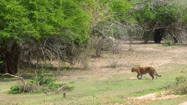 Національний Парк Яла Вільно Мандрує Ланкійським Леопардом — стокове фото