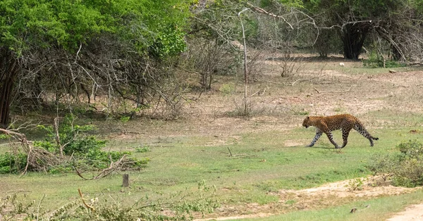Leopardo Dello Sri Lanka Che Cammina Tranquillamente Nel Parco Nazionale — Foto Stock