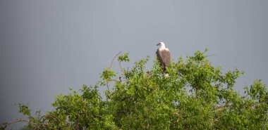 Beyaz karınlı deniz kartalı bir ağacın tepesinde, arka planda karanlık ve kasvetli gökyüzü.