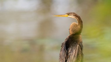 Oriental Darter 'ın profil fotoğrafı. Yala Ulusal Parkı 'ndaki su birikintisine yakın bir yerde. Muhteşem kuşun ince bir boynu ve zıpkın avlamak için keskin gagası var..
