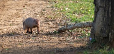 Ruddy mongoose roaming on the ground in Yala national park. clipart