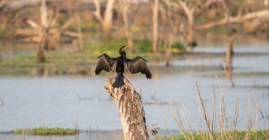 Göldeki bir ağaç gövdesine tünemiş, kanatlarını açmış, ıslak kanatlarını kurutmuş..