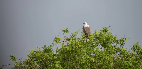 White Bellied Sea Eagle Perch Top Tree Dark Gloomy Skies — Stock Photo, Image