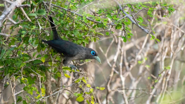 在亚拉国家公园的灌木丛中发现了蓝脸的马科哈 — 图库照片