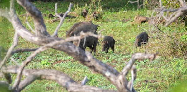 Yala Ulusal Parkı Nda Yaban Domuzu Ailesi Dolaşıyor — Stok fotoğraf