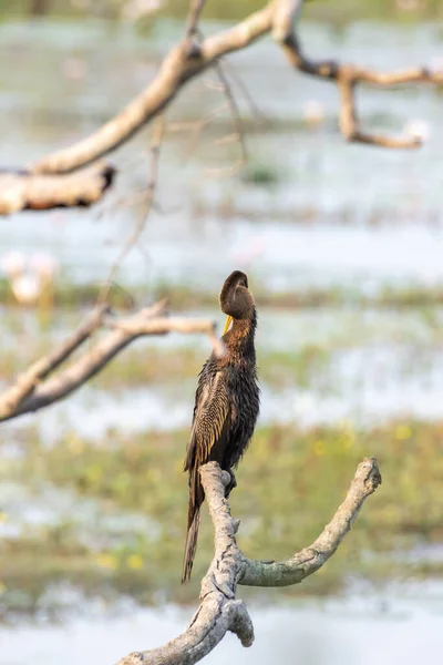 东方的黑暗栖息在沼泽地附近的树枝上 准备着羽毛 — 图库照片