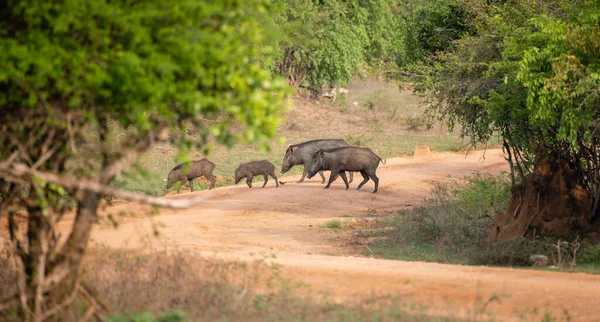 Groep Wilde Zwijnen Kruisen Het Grindpad Het Yala National Park — Stockfoto