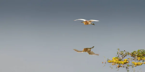 Egret Repül Közel Vízfelszín Madár Visszaverődés Vízen — Stock Fotó