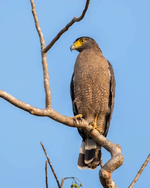 Crested Serpent Eagle Perch Clear Blue Skies Background Yellow Eyed — Stock Photo, Image