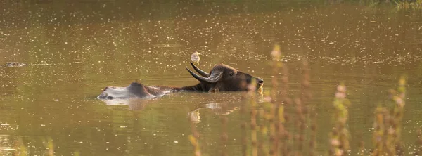 Wilde Waterbuffels Reigers Buffels Die Het Meer Baden Reigers Buffelhoorn — Stockfoto
