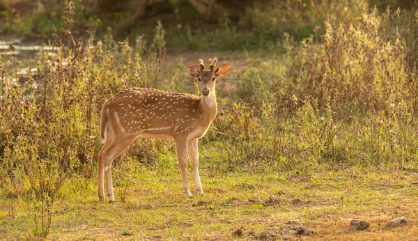 Ciervo Eje Sri Lanka Pie Campo Hierba Mirando Curiosamente Cámara — Foto de Stock