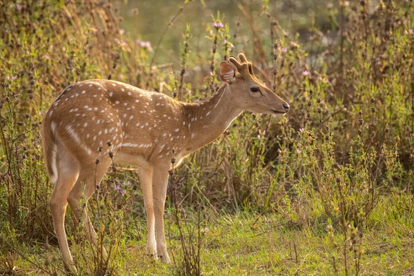 ヤラ国立公園で夕方に芝生のフィールドにかわいいスリランカの軸鹿を隔離しました 野生動物の写真を閉じる — ストック写真