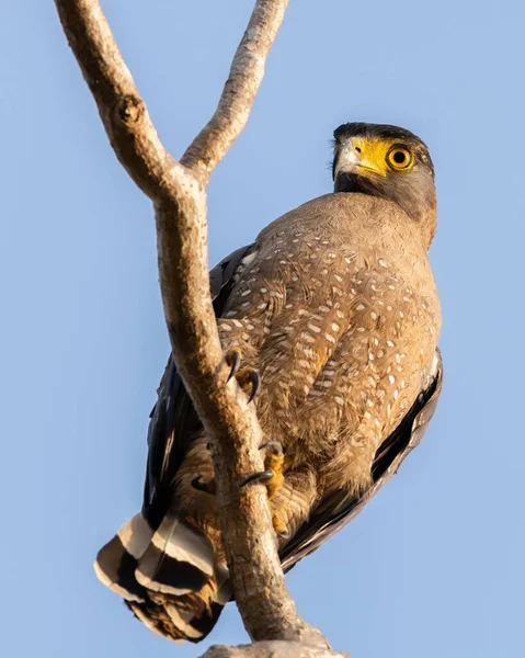 Águila Serpiente Crestada Posada Una Rama Pájaro Presa Fotografía Cerca — Foto de Stock