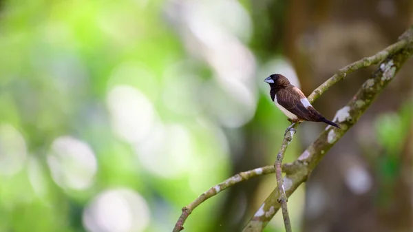 Mooie Gestreepte Vink Vogel Baars Natuurlijk Licht Zachte Bokeh Achtergrond — Stockfoto