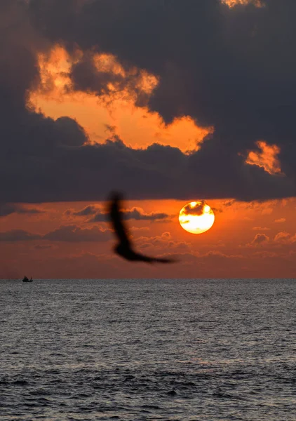 Vogel Fliegt Abend Vor Der Untergehenden Sonne — Stockfoto