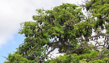 Bir ağaç dolusu megabat, gündüzleri tüneyen büyük yarasa kolonisi.,