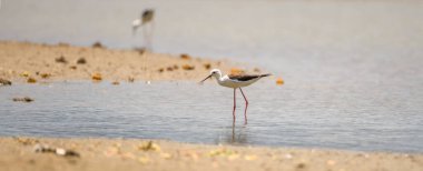 Kara kanatlı stilt (Himantopus himantopus) göl kıyısında, sığ sularda yürürken.