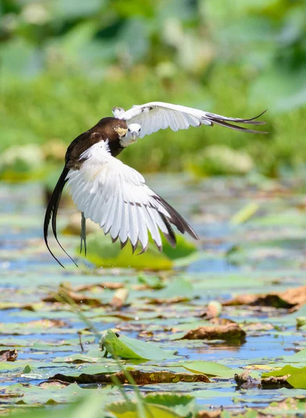 Beautiful Pheasant Tailed Jacana Bird Landing Shot Turns Looks Right — Fotografia de Stock