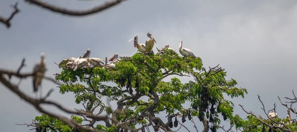 Група Пеліканів Сидить Спирається Дерево Похмуре Темне Небо Задньому Плані — стокове фото