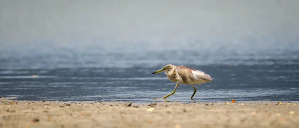Chinese Pond Heron Ardeola Bacchus Aims Fish Slowly Reaching Lake — Stockfoto