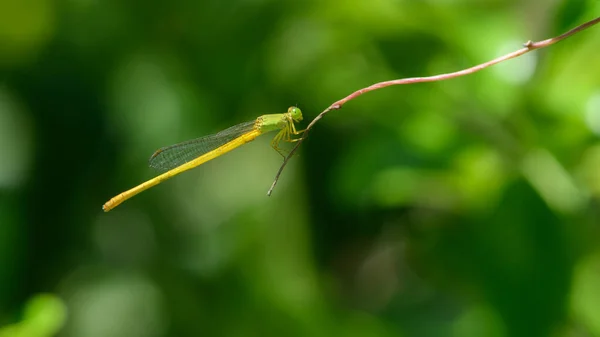 Grüne Und Gelbe Libelle Auf Einem Stiel Sitzend — Stockfoto