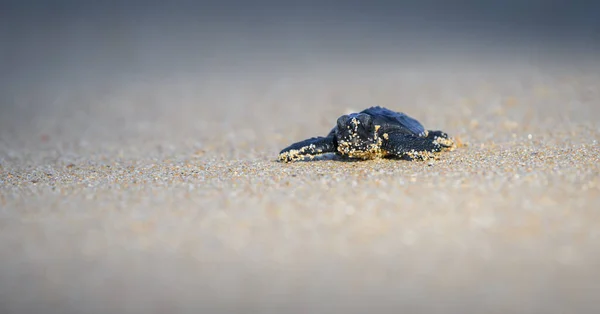 Small Baby Olive Ridley Sea Turtle Hatchling Crawling Ocean Waters — Foto de Stock